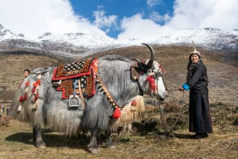 Yaks are crucial to Bhutan 